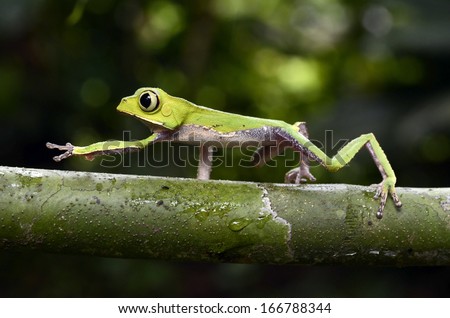 White lined monkey frog (Phyllomedusa vaillanti)