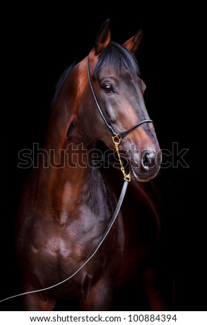 Bay horse head isolated on black background.