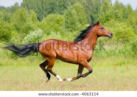 Stallions Galloping