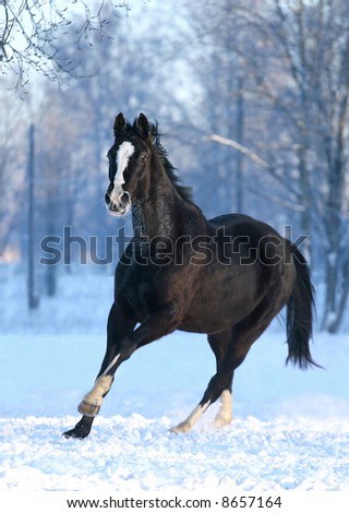 http://image.shutterstock.com/display_pic_with_logo/103408/103408,1200671959,1/stock-photo-black-hannover-horse-8657164.jpg