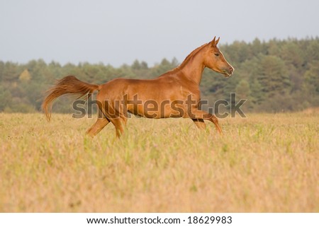 arabian young horse running in field
