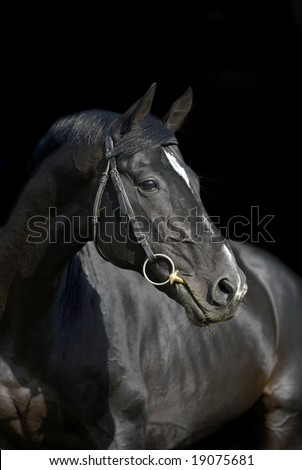 portrait of beautiful black horse in black background