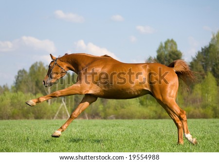 game of chestnut horse in field