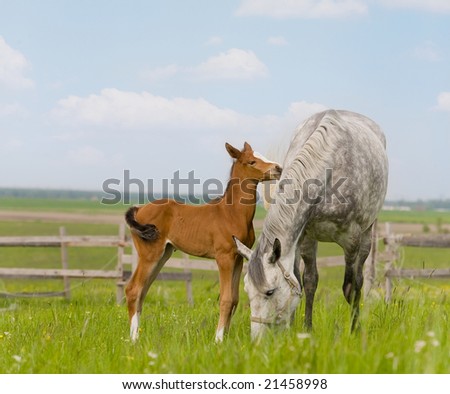Dapple-gray mare and bay foal in field