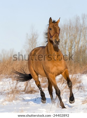 bay horse running in field