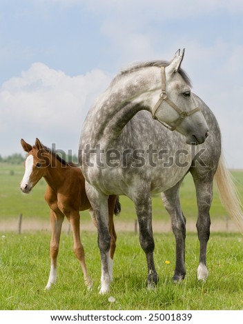Dapple-Gray Mare And Bay Foal In Field 商业图