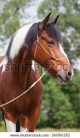 A Skewbald Horse