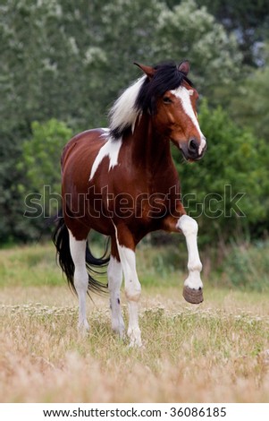 Horse Playing