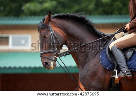 Training: young girl riding on dark bay horse in rain at platz