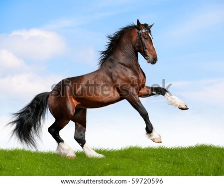Big bay horse in field - stock photo