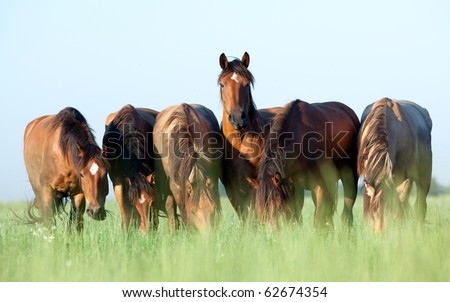 A herd of Belorussian harness horses in field at sunrise, eating grass.