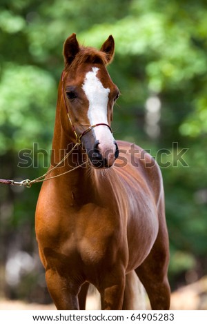 Welsh Horse