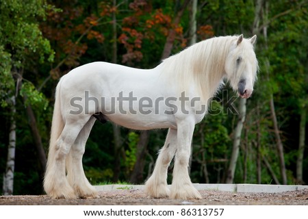 White horse standing