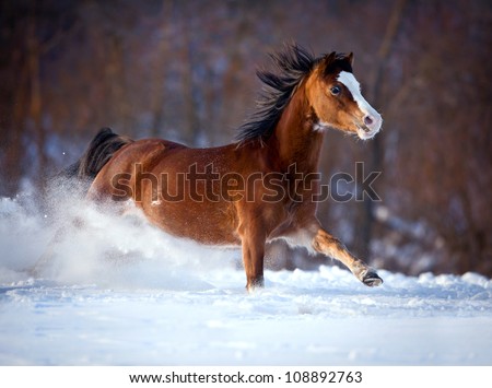 bay horse runs in winter forest