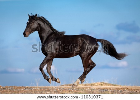 Black horse running on blue sky with clouds.