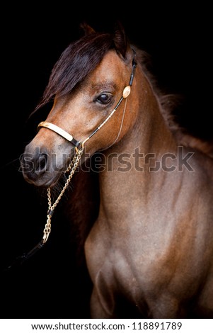 Bay horse head isolated on black background