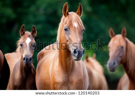 Herd of Arabian horses