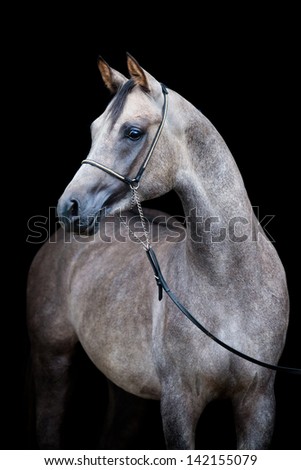 Horse head isolated on black background. - stock photo Horse head isolated on black background. - stock photo