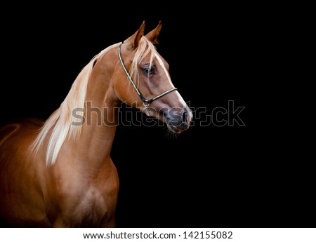 Horse head isolated on black background. - stock photo Horse head isolated on black background. - stock photo