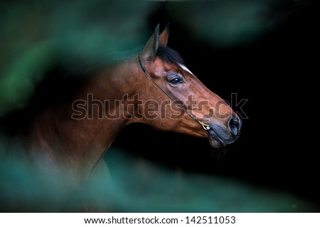 Bay horse head on black background with green frame of tree. - stock photo Bay horse head on black background with green frame of tree. - stock photo