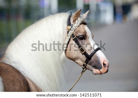 Horse head with beautiful long mane. - stock photo Horse head with beautiful long mane. - stock photo