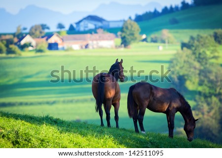 Two Horses In Field And Mountains.