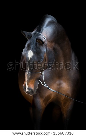 Horse head isolated on black, Trakehner dark bay horse.