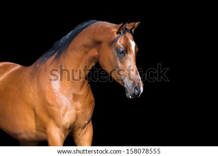 Bay horse isolated on black background, Arabian horse.