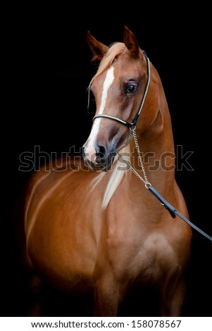 Chestnut Horse Portrait Isolated On Black Background, Arabian Filly.