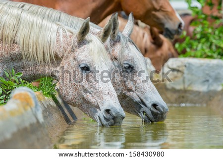 Horses drinking water outdoor, Arabian horses.
