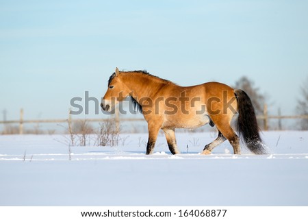 Horse walking on snow field  in winter.