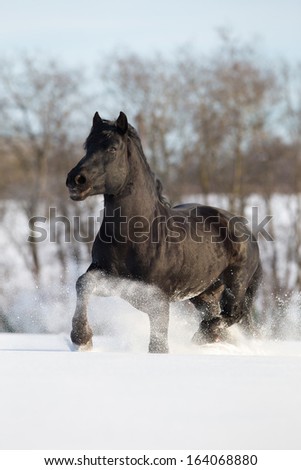 Black horse runs gallop in winter.