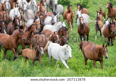 Herd of horses and foals running in summer