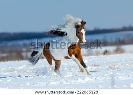 Small horse running in the snow in field