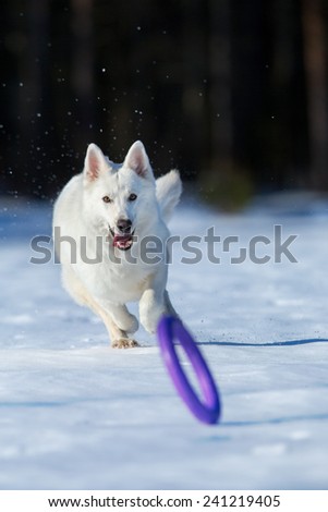 White dog running after a frisbee in wintertime