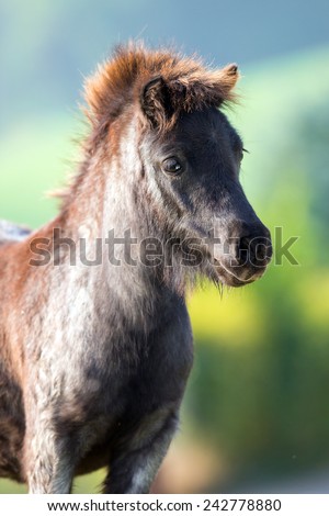 Pony head close up on summer background, Shetland pony.