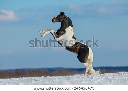 Paint horse stand up on winter background, Pinto horse.