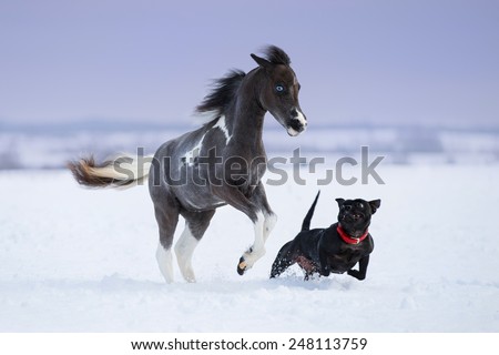 Paint miniature horse playing with a dog on snow field