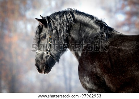 Black horse in forest
