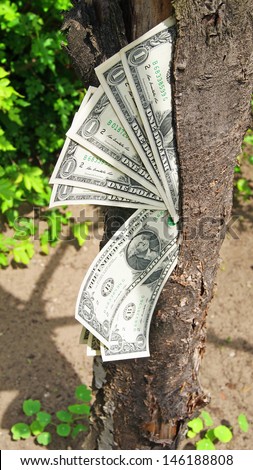 Money (One dollars) on a tree.