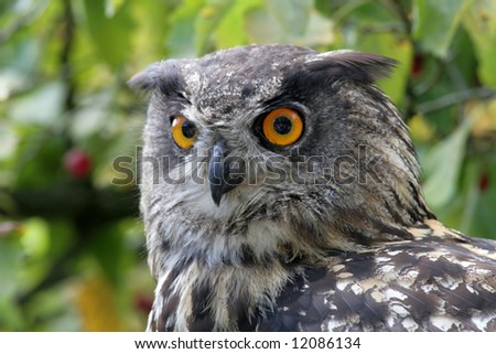 Side view of an eagle owl