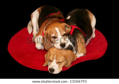 A pair of beagles rest on a red carpet
