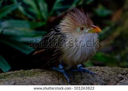 A Striking Pose of a Guira Cuckoo Bird (Guira guira), or A Puffy Fluffy Bird with Orange Beak