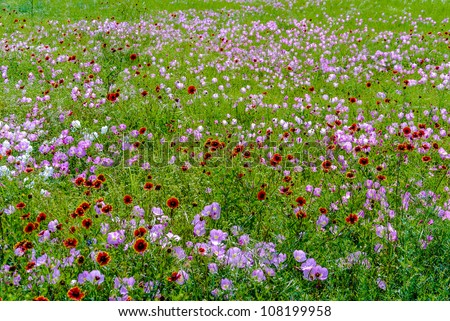 A Field of Texas Wildflowers - Pink Evening Primrose, Indian Blanket (or Fire Wheel) (plus Others).  Oenothera speciosa, Gaillardia pulchella (Asteraceae)