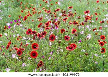 A Field of Texas Wildflowers - Indian Blanket (or Fire Wheel) (plus Pink Evening Primrose and Others).  Gaillardia pulchella (Asteraceae) and Oenothera speciosa