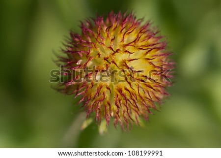 The Thistle-like Center of an Indian Blanket (or Fire Wheel) Wildflower.  Gaillardia pulchella (Asteraceae)