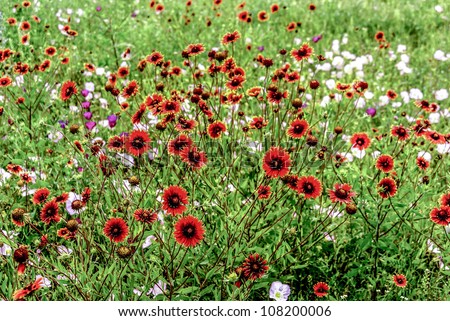 A Field of Texas Wildflowers - Indian Blanket (or Fire Wheel) (plus Others).  Gaillardia pulchella (Asteraceae)