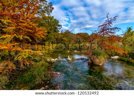Large Cypress Trees with Stunning Bright Fall Color Lining a Crystal Clear Texas Hill Country Stream.