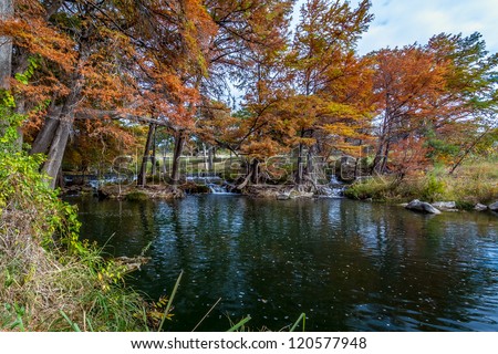 Large Cypress Trees with Stunning Fall Color Lining a Crystal Clear Texas Hill Country Stream with Picturesque Waterfall.