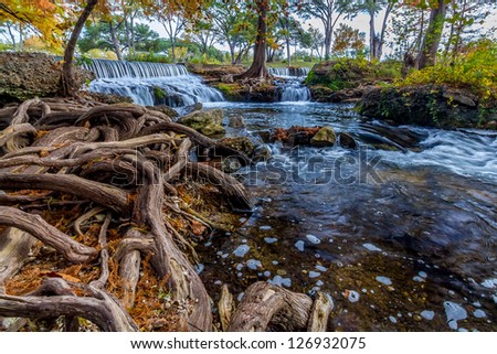 Beautiful Flowing Waterfall  with Big Cypress Trees and Giant Gnarly Roots in the Texas Hill Country.
